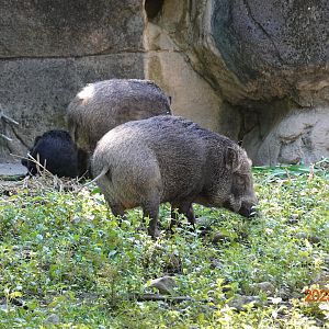 Taiwan Wild Boar (Sus scrofa taivanus)