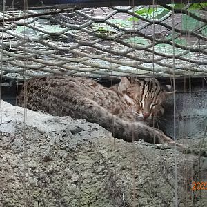 Amur Leopard Cat (Prionailurus bengalensis euptilura)