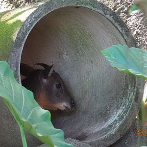 Taiwan Serow (Capricornis swinhoei)