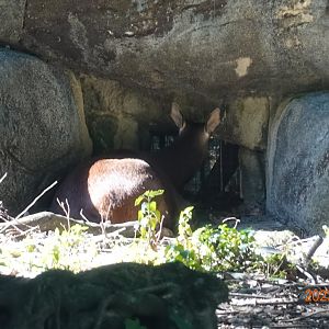 Taiwan Sambar (Rusa unicolor swinhoei)