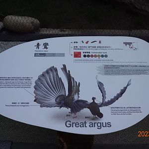 The sign of Great Argus (Argusianus argus)