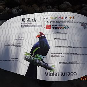 The sign of Violet Turaco (Tauraco violaceus)