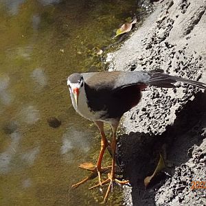 White-breasted Waterhen (Amaurornis phoenicurus)