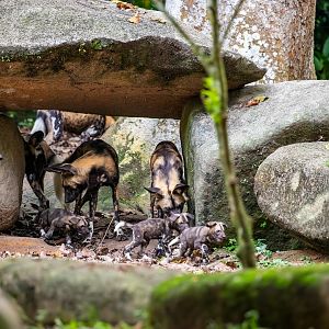 African wild dog (Lycaon pictus) and puppies