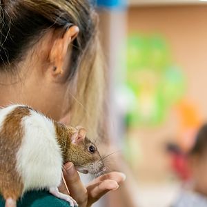 The fancy rat (Rattus norvegicus domestica)