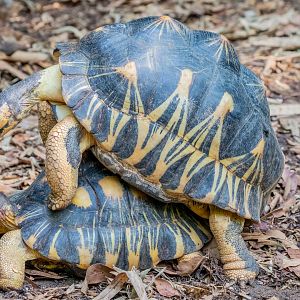 radiated tortoise (Astrochelys radiata)