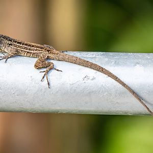 Brown anole (Anolis sagrei)