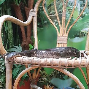 Chinese banded King cobra