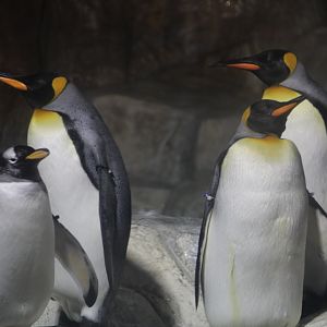 King/Gentoo Penguins