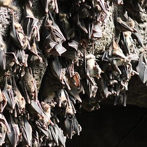 Egyptian Fruit Bats