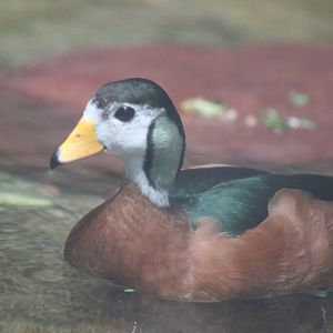 African Pygmy Goose