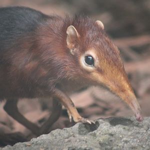 Black and Rufous Sengi