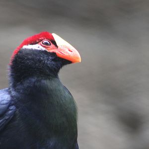 Violet Turaco
