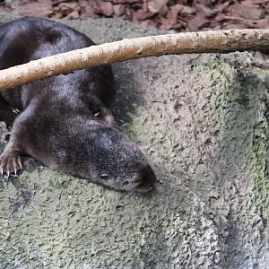 Spotted Necked Otter