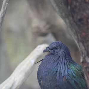 Nicobar Pigeon