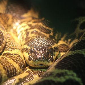 Yellow Anaconda