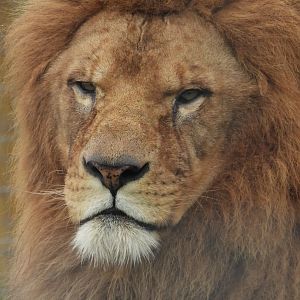 African Lion- 4th November 2023