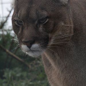 Cougar- 4th November 2023