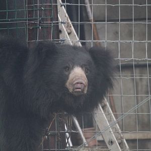 Indian Sloth Bear- 4th November 2023