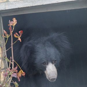 Indian Sloth Bear- 4th November 2023
