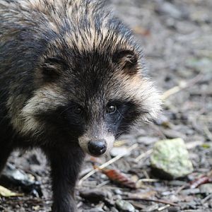 Raccoon Dog- 4th November 2023