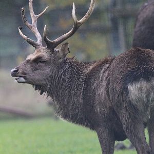 Sika Deer- 4th November 2023