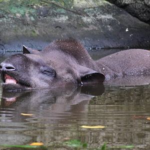 Brazilian Tapir (Tapirus terrestris)