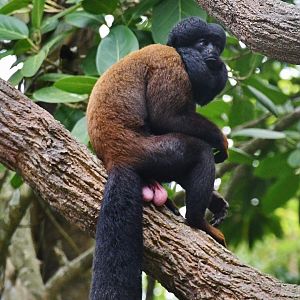 Guianan Bearded Saki (Chiropotes sagulatus)