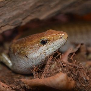 Giant Hispaniolan galliwasp (Caribicus warreni)