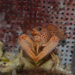 Chace's reef lobster (Enoplometopus chacei)