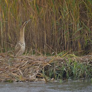 Great Bittern at RSPB Old Moor, 4th November 2023