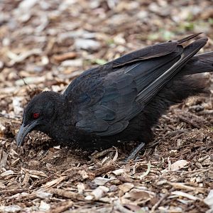 White-winged Chough