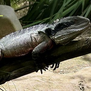 Eastern water dragon (Intellagama lesueurii lesueurii)