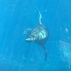 Subantarctic fur seal (Arctocephalus tropicalis)