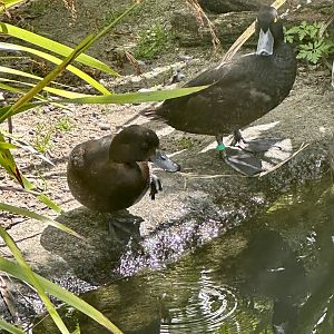 New Zealand scaup (Aythya novaeseelandiae)