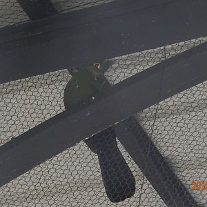 Green Turaco (Tauraco persa buffoni)