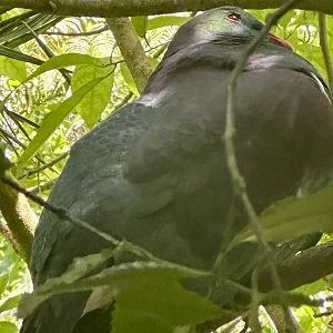 New Zealand pigeon (Hemiphaga novaeseelandiae)