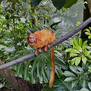 Golden lion tamarin (Leontopithecus rosalia)