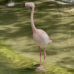 Cheviot (Male Greater Flamingo)