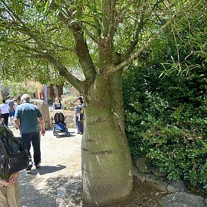 African baobab (Adansonia digitata)