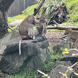 Hamadryas Baboon (Mali’s Family)