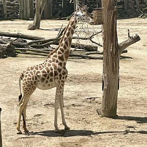 Pregnant Giraffe