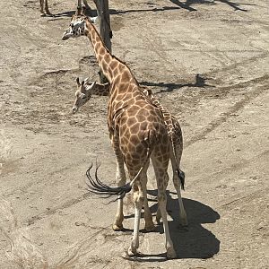 Giraffes (Father and Son)