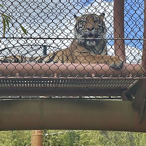 Zayana in Overhead Tunnel