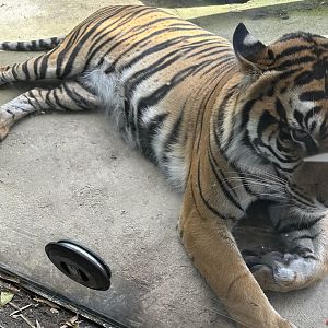 Zayana (Female Sumatran Tiger)