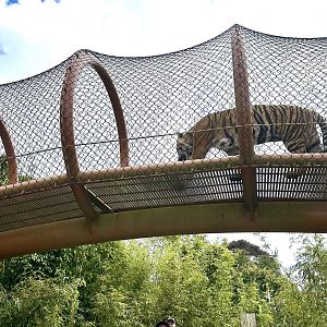 Zayana in Overhead Tunnel