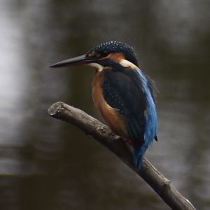 Common Kingfisher, Kasai seaside park bird sanctuary