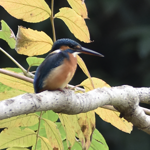 Common Kingfisher, Kasai seaside park bird sanctuary