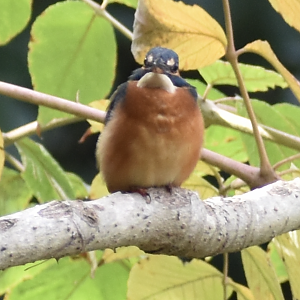 Common Kingfisher, Kasai seaside park bird sanctuary