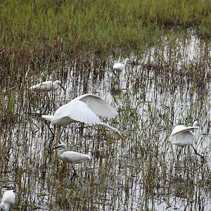 Great Egret chasing a Little Egret, Kasai seaside park bird sanctuary